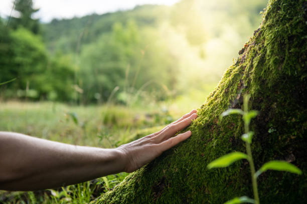 Best Root Management and Removal  in Mason, TN