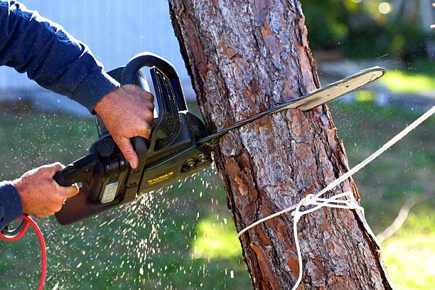 Best Tree Removal  in Mason, TN