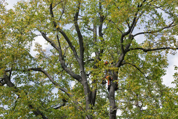 Best Fruit Tree Pruning  in Mason, TN